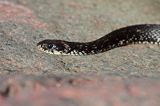 zaskroniec, Natrix natrix w Bałtyku, wyspa Rodhamn, Alandy, Finlandia grasssnake, grass snake, natrix natrix, Rodhamn Island, Alands, Finland