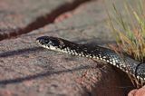 zaskroniec, Natrix natrix w Bałtyku, wyspa Rodhamn, Alandy, Finlandia grasssnake, grass snake, natrix natrix, Rodhamn Island, Alands, Finland