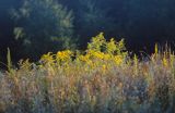 Nawłoć pospolita Solidago virgaurea L)