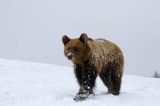 Niedźwiedź brunatny, Ursus arctos, młody