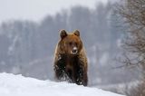 Niedźwiedź brunatny, Ursus arctos