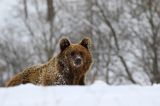 Niedźwiedź brunatny, Ursus arctos