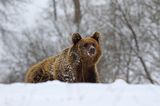 Niedźwiedź brunatny, Ursus arctos