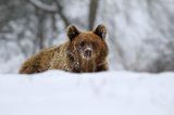 Niedźwiedź brunatny, Ursus arctos