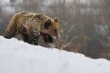 Niedźwiedź brunatny, Ursus arctos