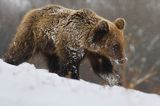 Niedźwiedź brunatny, Ursus arctos