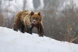 Niedźwiedź brunatny, Ursus arctos