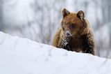 Niedźwiedź brunatny, Ursus arctos