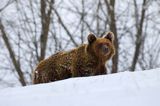 Niedźwiedź brunatny, Ursus arctos