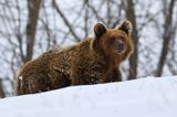 Niedźwiedź brunatny, Ursus arctos