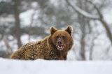 Niedźwiedź brunatny, Ursus arctos