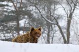 Niedźwiedź brunatny, Ursus arctos