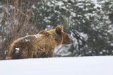 Niedźwiedź brunatny, Ursus arctos