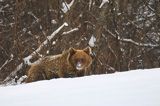 Niedźwiedź brunatny, Ursus arctos