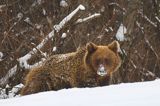 Niedźwiedź brunatny, Ursus arctos