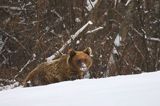 Niedźwiedź brunatny, Ursus arctos