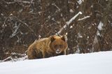 Niedźwiedź brunatny, Ursus arctos