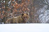 Niedźwiedź brunatny, Ursus arctos