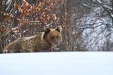 Niedźwiedź brunatny, Ursus arctos