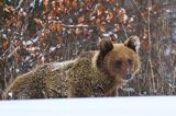 Niedźwiedź brunatny, Ursus arctos