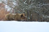 Niedźwiedź brunatny, Ursus arctos