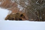 Niedźwiedź brunatny, Ursus arctos