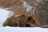 Niedźwiedź brunatny, Ursus arctos