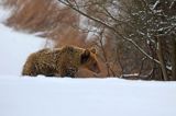 Niedźwiedź brunatny, Ursus arctos