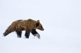 Niedźwiedź brunatny, Ursus arctos