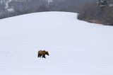 Niedźwiedź brunatny, Ursus arctos