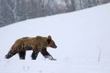 Niedźwiedź brunatny, Ursus arctos