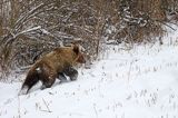 Niedźwiedź brunatny, Ursus arctos