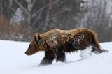 Niedźwiedź brunatny, Ursus arctos