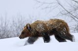 Niedźwiedź brunatny, Ursus arctos