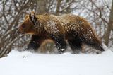 Niedźwiedź brunatny, Ursus arctos