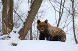 Niedźwiedź brunatny, Ursus arctos