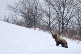 Niedźwiedź brunatny, Ursus arctos