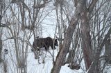 Niedźwiedź brunatny, Ursus arctos, samica