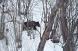 Niedźwiedź brunatny, Ursus arctos, samica