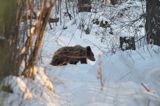 Niedźwiedź brunatny, Ursus arctos, samica