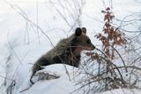 Niedźwiedź brunatny, Ursus arctos, młody