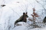 Niedźwiedź brunatny, Ursus arctos, młody