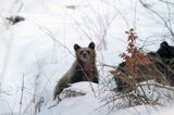 Niedźwiedź brunatny, Ursus arctos, młody