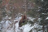 Niedźwiedź brunatny, Ursus arctos, samica