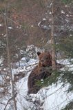 Niedźwiedź brunatny, Ursus arctos, samica