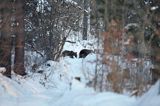 Niedźwiedź brunatny, Ursus arctos, samica z młodym