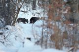 Niedźwiedź brunatny, Ursus arctos, samica z młodym