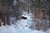 Niedźwiedź brunatny, Ursus arctos, samica