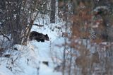 Niedźwiedź brunatny, Ursus arctos, samica