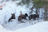 Niedźwiedź brunatny, Ursus arctos, trzy młode